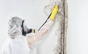 Mold Remediation for Rental Properties in South Zanesville, OH